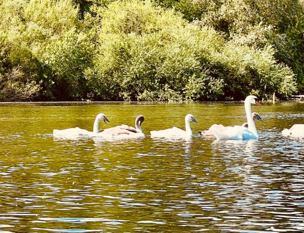 Dinkelbrötchen de luxe – Heike M.